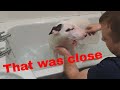 DON'T DO THIS with a English bull terrier