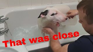 DON'T DO THIS with a English bull terrier