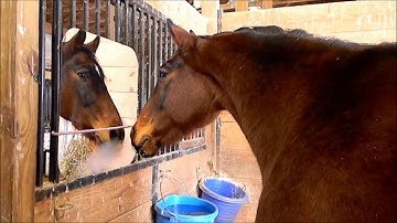 Equine Enrichment "Who