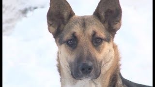 Бродячие собаки атакуют жителей Златоуста Бродячие собаки атакуют жителей Златоуста