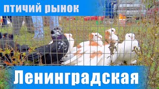 Птичий рынок. Ленинградская. Часть 1. [09.10.2022]