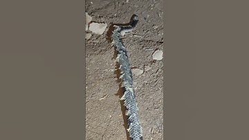 rắn mùa lột da #cạpnia #snake #rắn #rắnhổhành