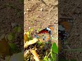 "From Flores, Indonesia - real, nature, real stories"
