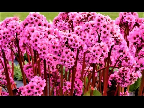 Video: Bergenia բույսերի խնամք - խորհուրդներ Bergenia բույսեր աճեցնելու համար