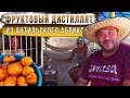 Фруктовый дистиллят из антильского абрикоса (Мамея).