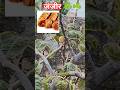 जंजीर ☘️☘️ #shortvideo #enjoy #plant #video