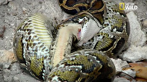 Watch the video about Un python birman cannibale