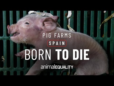 Extreme suffering uncovered in nine farms in Aragón, Spain.
