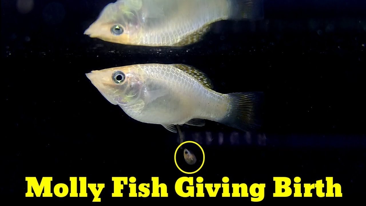 White Molly Fish Giving Birth - Youtube