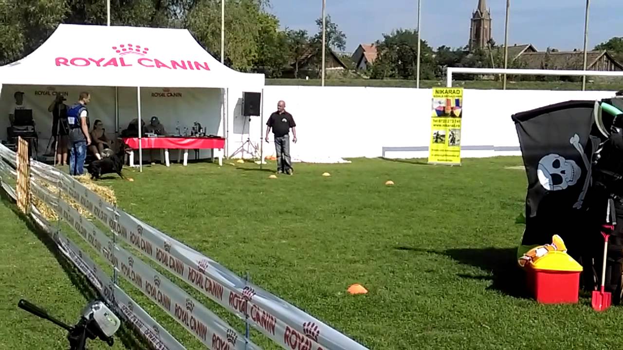 Mondioring Doberman Cat 1