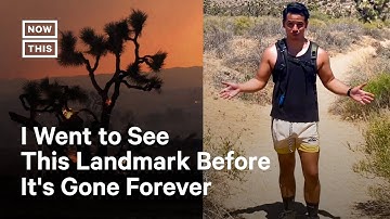 Joshua Tree National Park is Disappearing Thanks to Climate Change