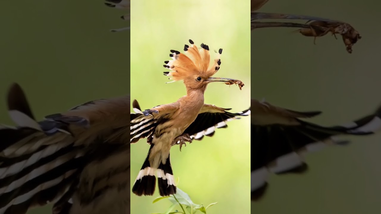 2024 bce vs 5000 bce hoopoe 