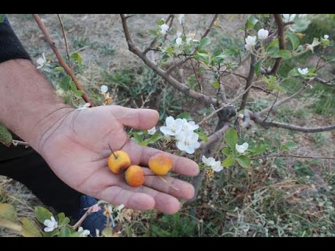 Video: Elma ağaçlarının çiçek açtığı harika zaman