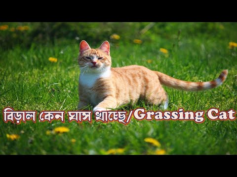 ভিডিও: বিড়াল ঘাস কি? বাড়ির অভ্যন্তরে কীভাবে বিড়াল ঘাস বাড়ানো যায় তা শিখুন