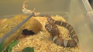 Copperhead Strike (Slow Motion)