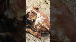 🐄 Mira la jiba y las orejas de esta becerra#hermosa
