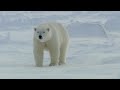 Polar bears masters of the snow  snow animals  bbc earth