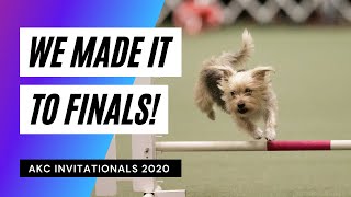 Our dog made it to AKC Dog Agility Finals 2020! by Trevor Smith - Doggie Dojo 2,690 views 3 years ago 13 minutes, 8 seconds