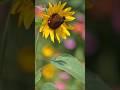 片恋流れ星とコラボ#山内惠介#shorts#片恋流れ星#ファインダー越しの私の世界 #ひまわり#写真日記 #カメラ好きと繋がりたい #花#nikon #マクロ#スライドショー#写真#flower