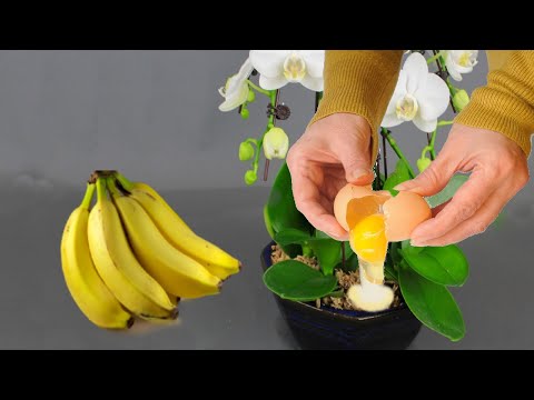 10 Growing Orchids Tips You Should Know. Best Fertilizer for Orchids to Bloom | iKnow