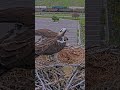 Iris Calls In Mate And Gets Fish Delivery