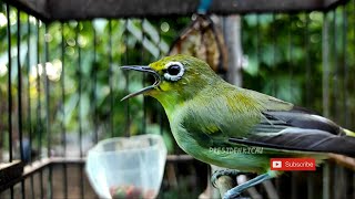 Masteran pleci gacor tembakan gurih