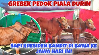Download Lagu GREBEK PEDOK KERAPAN SAPI PIALA DURIN LUMAJANG 2025 || FULL PESERTA JAWA MADURA MP3 Download Lagu GREBEK PEDOK KERAPAN SAPI PIALA DURIN LUMAJANG 2025 || FULL PESERTA JAWA MADURA MP3