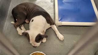 acs A668249