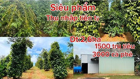 Siêu phẩm thu nhập tiền tỷ dt:2,6 ha 1500 trụ tiêu 3000 cà phê máy ống đầy đủ thân đất triền đẹp 