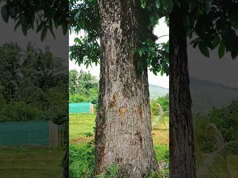 Video: Mahogany Tree Məlumatı: Mahogany Ağacı Faktları və İstifadələri Haqqında Öyrən