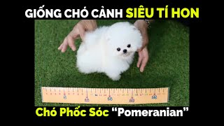 Chó Phốc Sóc “Pomeranian” Và Những Điều Thú Vị Xoay Quanh Giống Chó Bỏ Túi Này