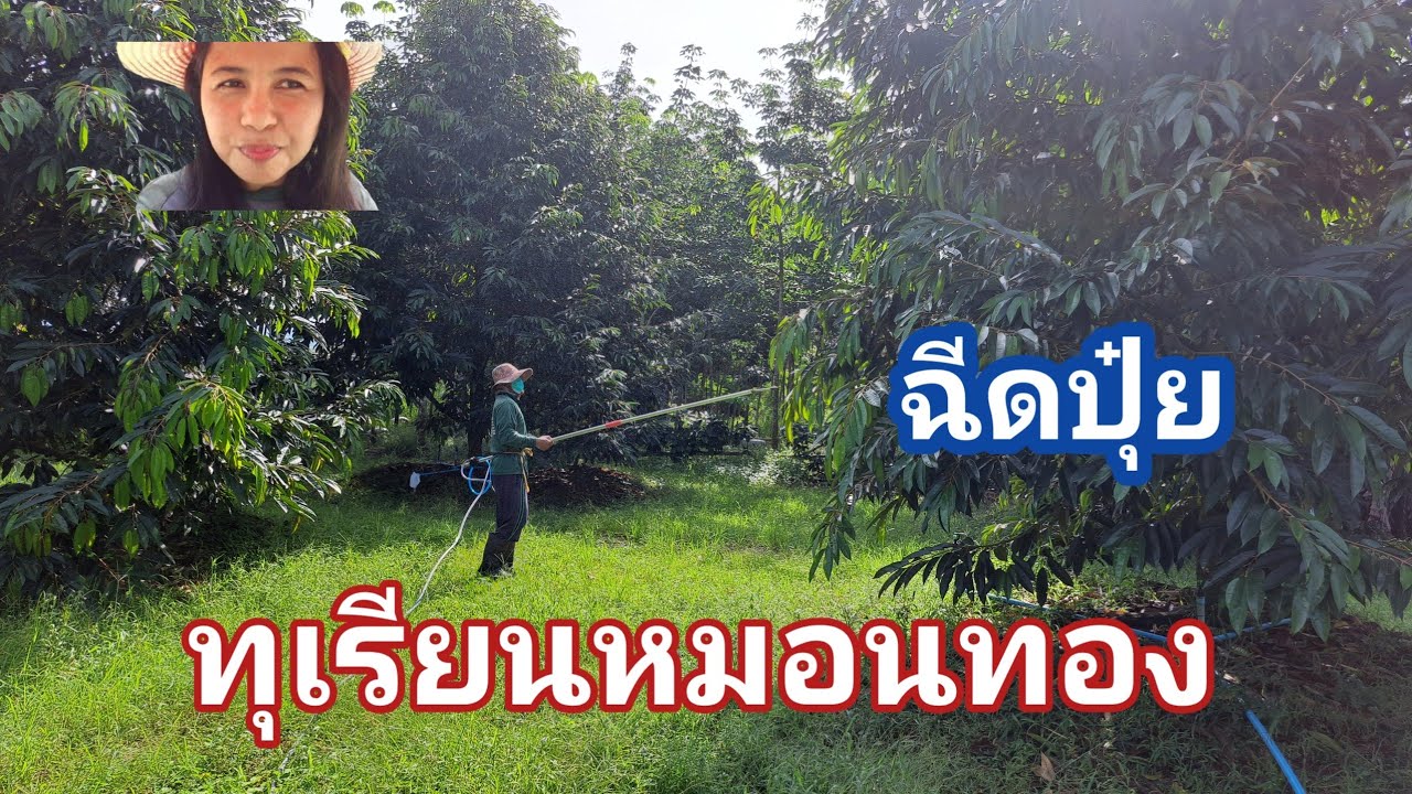 #ฉีดปุ๋ยทางใบทุเรียนหมอนทอง#ทุเรียนระยอง#เกษตรบ้านสวน #เจ้ชงชอบเล่าชอบไล้9ต.ค68