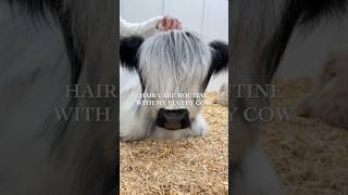 Fluffy Cows Hair Care Routine! #shorts