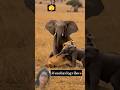 Pachyderm play 😂😂😂😂😂🥹🥹