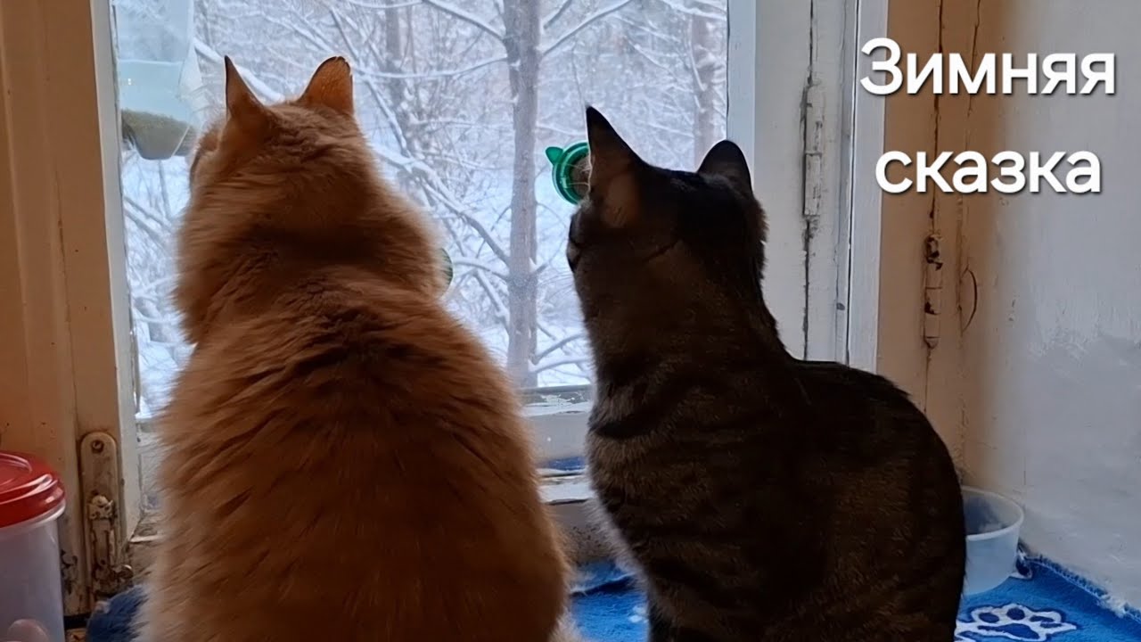7 марта 2026 г. Кошки 🐈‍⬛🐈 Зимняя сказка ❄️