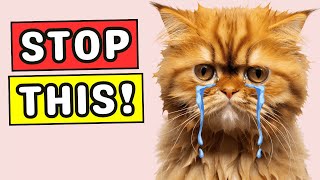 12 Mistakes TO AVOID That Could Really HARM Your Cat by PetMania 78 views 1 month ago 5 minutes, 7 seconds