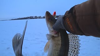 Толстые СУДАКИ клюют на яркие ВИБЫ ! Рыбалка на Оке! Ловля судака зимой!