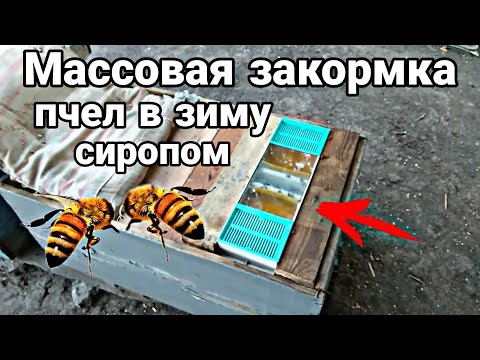 ЗАКОРМКА ПЧЕЛ В ЗИМУ!!!