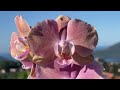 Моя новинка-орхидея Сапорита!