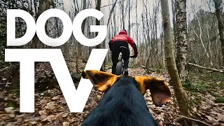 GoPro DogTV | Your Dog's 4hr Calming Virtual Forest Expedition on Two Wheels! 🚲🌲