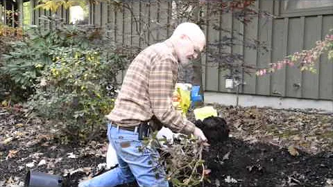 Lesson 4 Planting Rhododendrons - DayDayNews