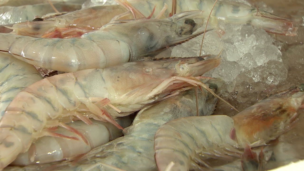 Período de defeso do camarão é antecipado no Sudeste e Sul