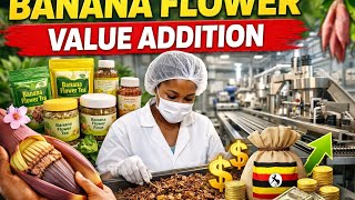 The Hidden Gold in Banana Flowers: Uganda’s New Agro Opportunity 🇺🇬