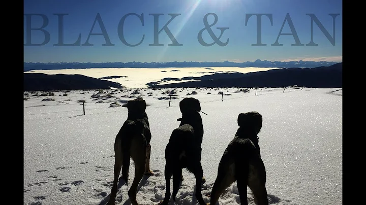 BLACK & TAN - Dogs at work