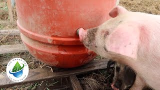 Training Pigs to Nipple Waterer