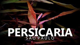 Persicaria Sp  'Sao Paulo'