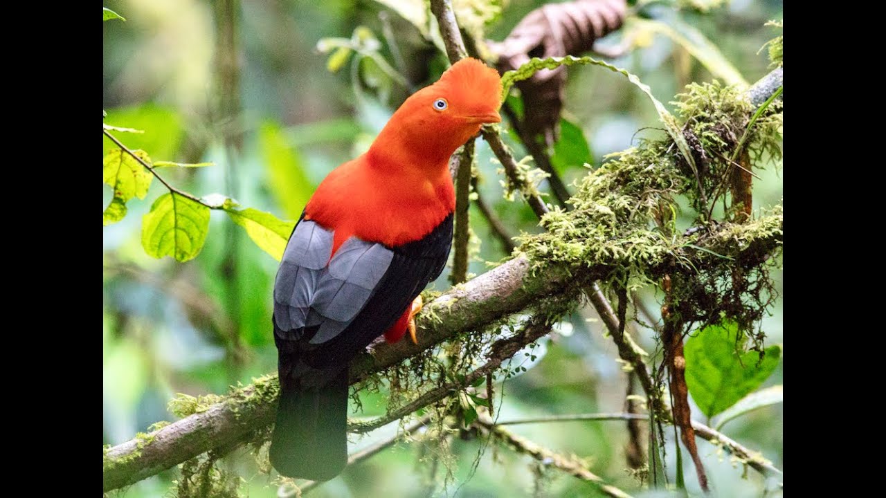 安地斯冠傘鳥 - YouTube