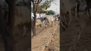 karje kankraj cow new kom bake #cow #kankrej #trending