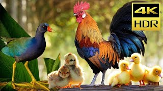 Cat TV Entertainment Videos for Fluffy Cat to Watch - Animal Paradise Chickens, Ducks, Bird 4K HDR#2