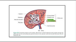 Spleen physiology MRCS question solve (CRACK MRCS)